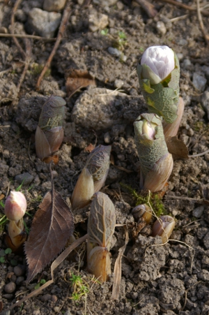 Blodurt